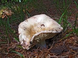 Russula medullata