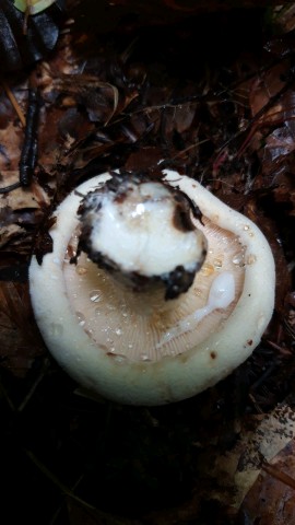 Lactifluus vellereus