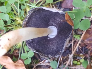Coprinopsis atramentaria