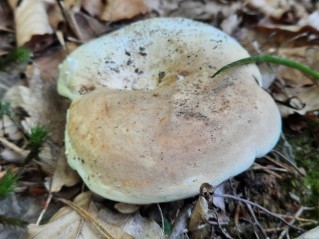 Lactifluus glaucescens