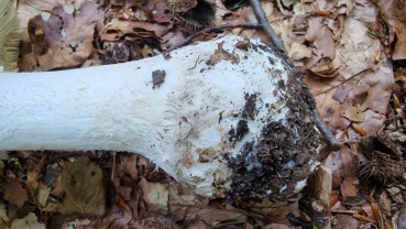 Amanita strobiliformis