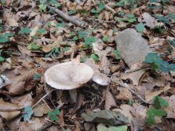 Lactarius uvidus