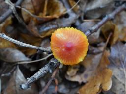 Hygrocybe mucronella