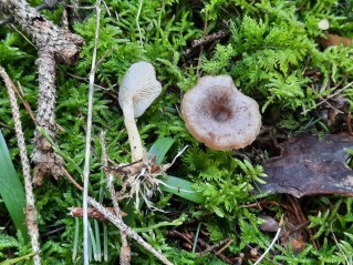 Rhizocybe pruinosa