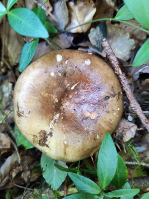 Russula acrifolia
