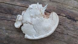 Fuscopostia fragilis
