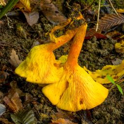 Omphalotus olearius