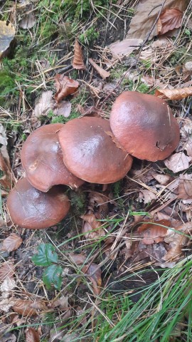 Suillus luteus