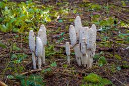 Coprinus comatus