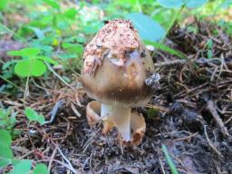 Amanita ochraceomaculata