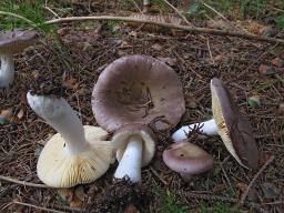 Russula cavipes