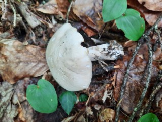 Calocybe gambosa