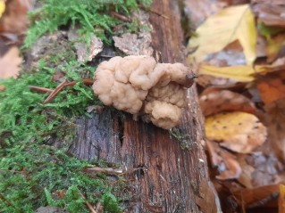Tremella steidleri