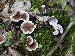 Hydnellum peckii