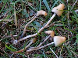 Psilocybe semilanceata