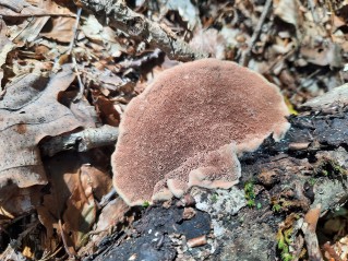 Hapalopilus nidulans