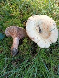 Lactarius sanguifluus