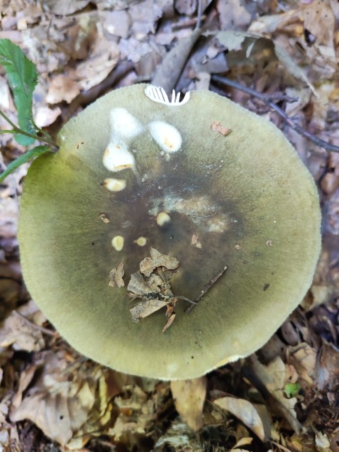 Russula aeruginea