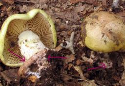 Calonarius prasinus