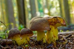 Butyriboletus roseogriseus