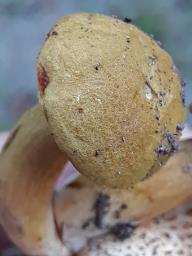 Pseudoboletus parasiticus