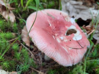 Russula silvestris