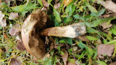 Leccinum versipelle