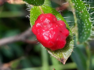 Exobasidium rhododendri