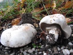 Agaricus bitorquis