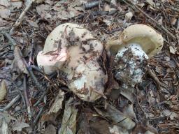 Leucopaxillus tricolor