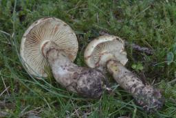 Cortinarius mussivus