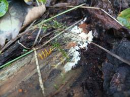 Calocera cornea