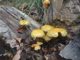 Pholiota limonella