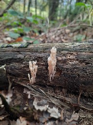 Artomyces pyxidatus