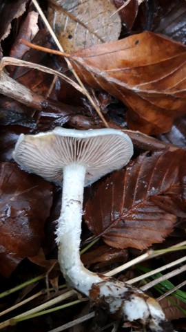 Stropharia caerulea