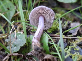Inocybe geophylla var. lilacina