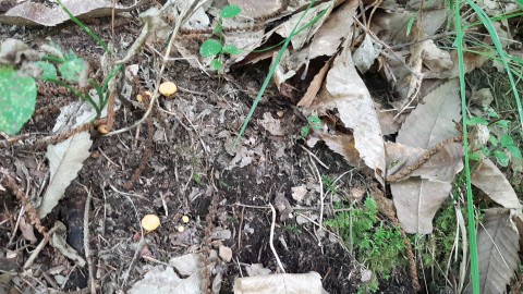 Cantharellus cibarius