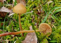 Galerina vittiformis