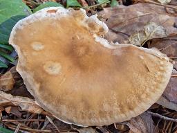Atractosporocybe inornata