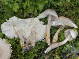 Leucoagaricus americanus
