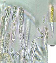 Allophylaria byssacea