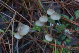 Mycena amicta