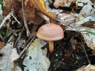 Cortinarius bolaris