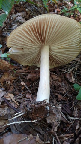 Megacollybia platyphylla