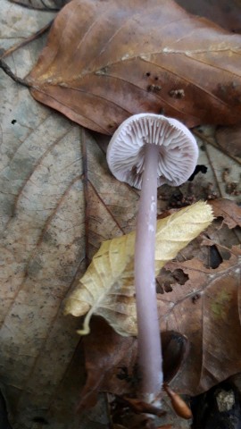 Mycena pura