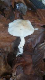 Tricholoma lascivum