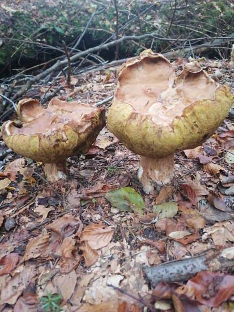 Boletus edulis