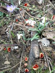 Sarcoscypha coccinea