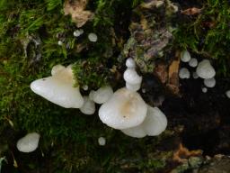 Crepidotus mollis