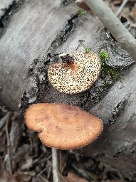 Lentinus brumalis